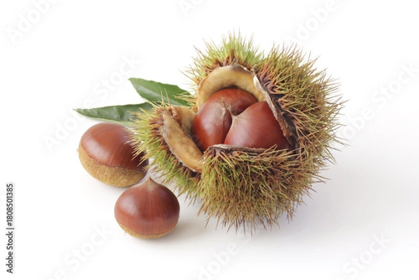 Obraz 白背景の毬栗