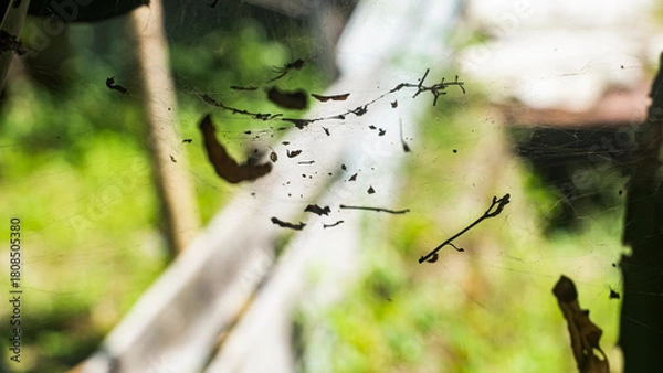 Fototapeta Dirty Spider Web Covered in Debris and Leaves with Green Bokeh Background. Concept of nature, neglect, or danger.