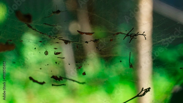 Fototapeta close-up of a messy, debris-filled spider web with a small black spider. Soft, bright yellow-green bokeh background creates a contrasting, slightly unsettling, yet natural scene.
