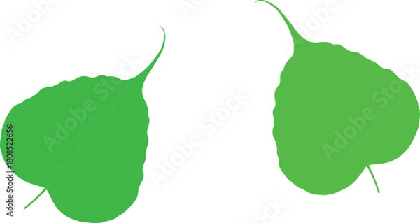 Fototapeta Botanical Leaf Comparison – Detailed Vein Patterns on Green Foliage