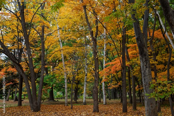 Obraz 彩りの森、秋の中島公園