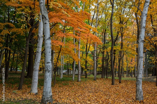 Obraz 彩りの森、秋の中島公園