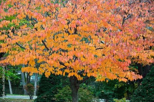 Obraz 秋彩に包まれた中島公園の午後
