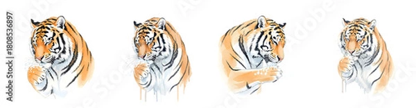 Obraz Detailed Watercolor Illustrations Of Tiger Faces With Paws Touching Muzzle Transparent Background Isolate