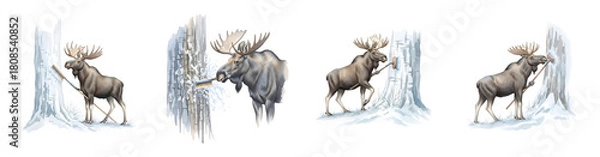 Obraz Four stages of a moose cleaning snow off a tree trunk with a brush winter transparent background