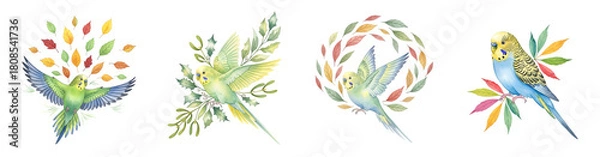 Obraz Four illustrations of budgerigars with autumn leaves and foliage parakeet transparent background