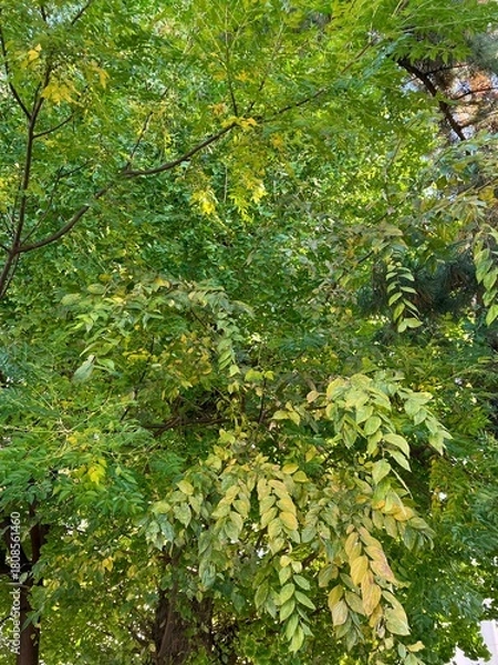 Obraz 鮮やかな緑色の背景