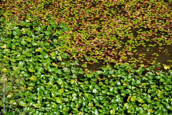 Obraz 湖にいっぱいに広がる水草