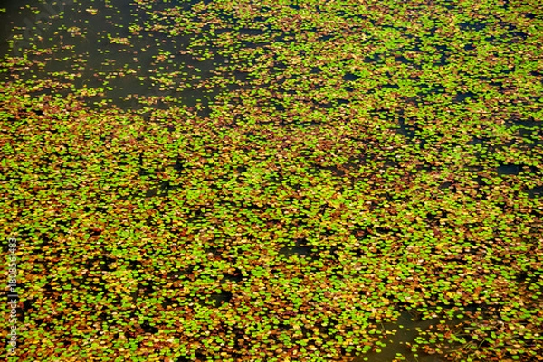 Obraz 湖にいっぱいに広がる水草