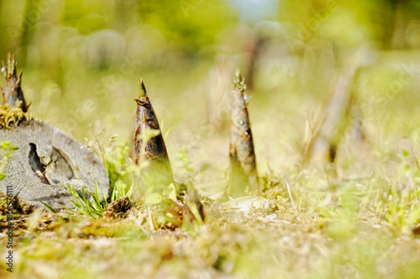 Fototapeta 春の光の中で成長するタケノコ