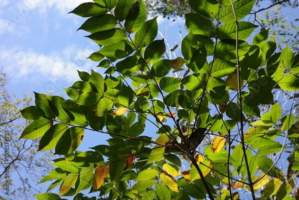 Obraz 秋の森で紅葉する前のヤマウルシ