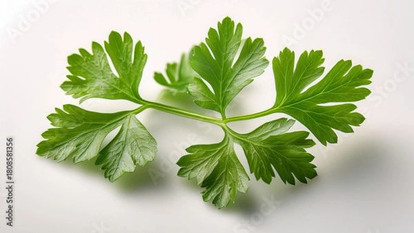Fototapeta A sprig of fresh parsley with sharp texture on bright white background