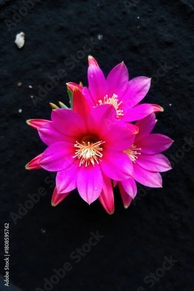 Obraz Cactus Pink Petals Macro Detail An extreme macro shot focusing on the intricate details of bright pink cactus flower petals. Subtle dew drops glisten on the velvety surface. The background is softly