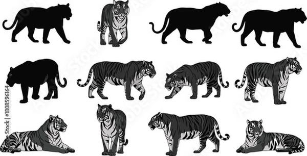 Fototapeta Tiger silhouette vector, wild animal clipart, big cat poses, jungle predator icons, black tiger illustration, editable wildlife design elements