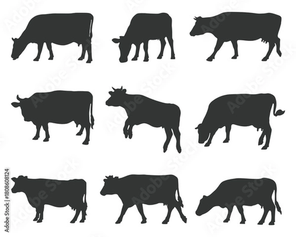 Fototapeta Diverse Silhouettes of Farm Cattle Grazing and Standing