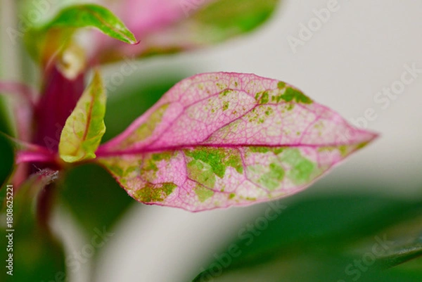 Fototapeta アルテルナンテラ