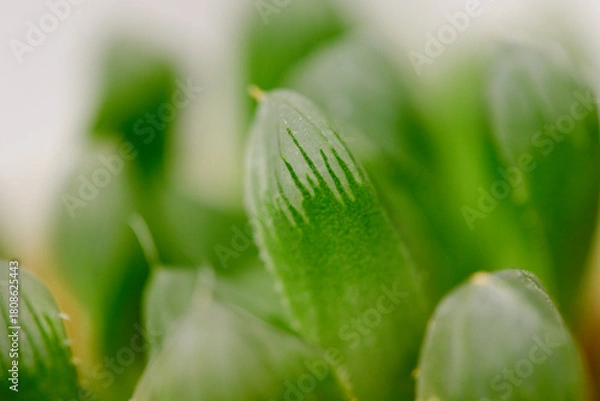 Fototapeta ハオルチア