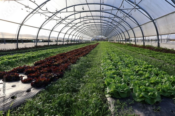 Obraz greenhouse with plants