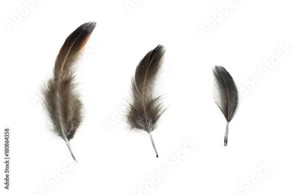 Fototapeta bird feather isolated on white background