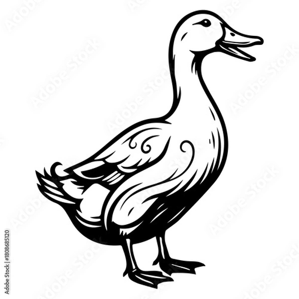 Obraz Black and white duck illustration with decorative swirls bird waterfowl