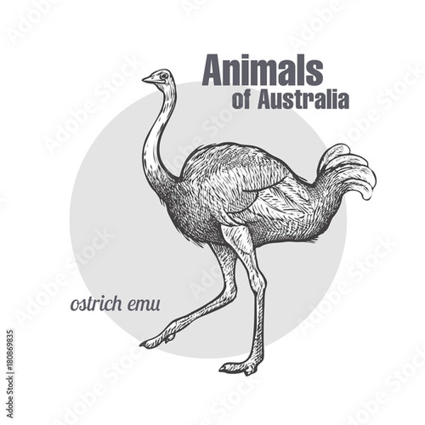 Obraz Struś Emu ptak.