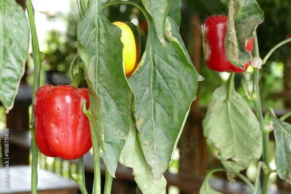 Fototapeta Fresh red peppers growing on a branch in a greenhouse. Selective focus with shallow depth of field.