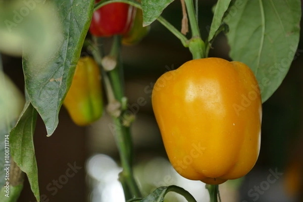 Fototapeta Fresh ripe yellow bell peppers growing on a branch in the garden. Selective focus.