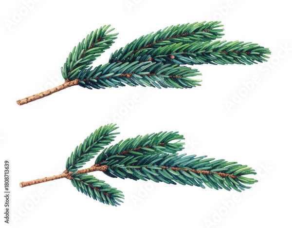 Fototapeta Watercolor illustration of two fir tree branches isolated on transparent background, botanical art