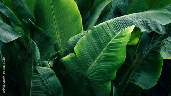 Obraz green banana leaf texture background 
