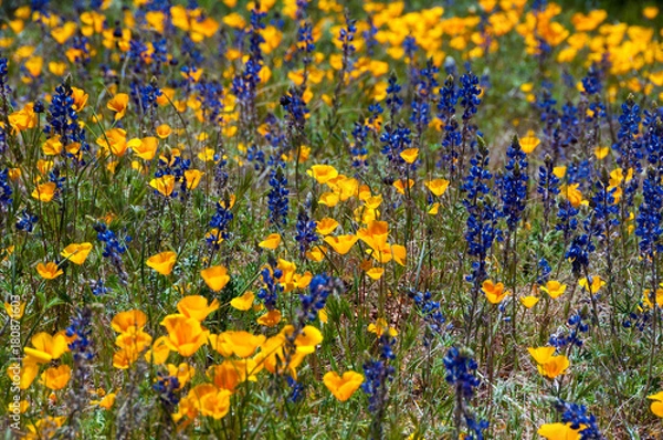 Fototapeta Wildflowers