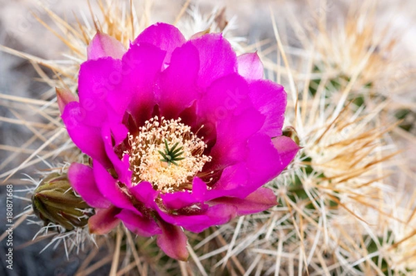 Fototapeta Wildflower