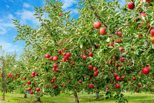 Obraz 秋晴れの中、リンゴ園にはたわわに実ったりんごが収穫を待っている