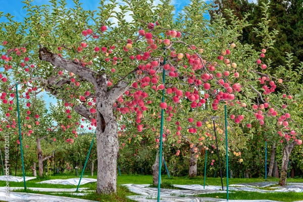 Obraz 秋晴れの中、リンゴ園にはたわわに実ったりんごが収穫を待っている