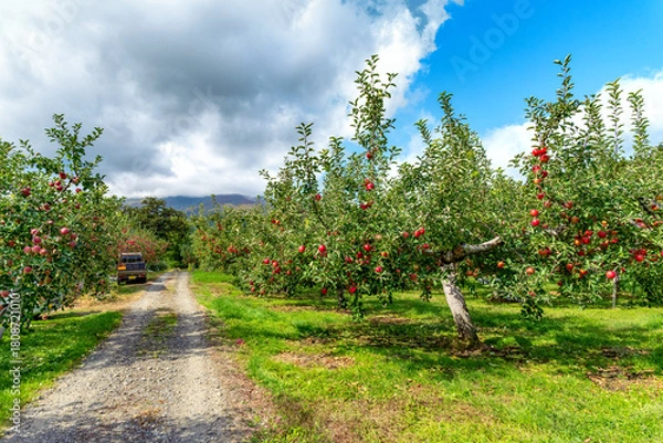 Obraz たわわに実ったりんごは今収穫中