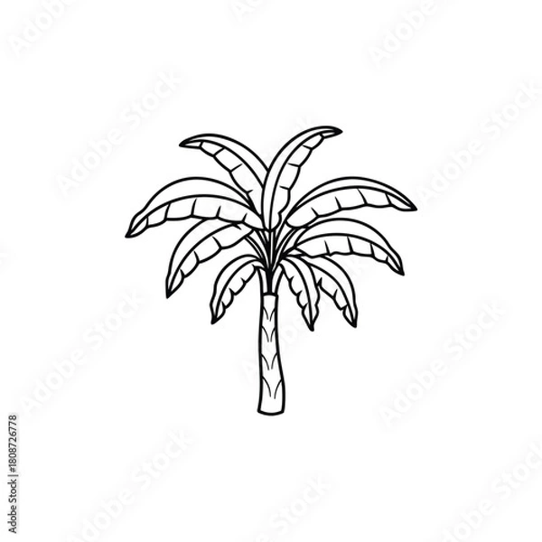 Obraz Simple outline illustration of a banana tree on a white background