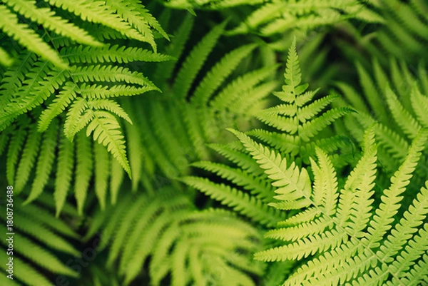 Obraz Fresh fern leaves bright green texture background