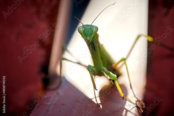 Obraz Europäische Gottesanbeterin ( Mantis religiosa ).