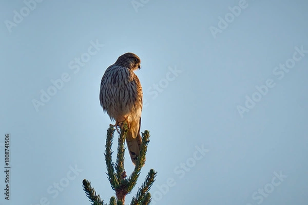 Obraz Turmfalke ( Falco tinnunculus ).