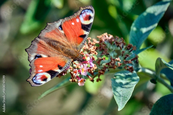 Obraz Tagpfauenauge ( Aglais io ).