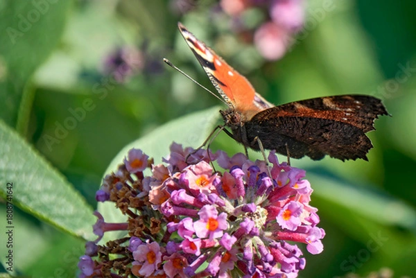 Obraz Tagpfauenauge ( Aglais io ).