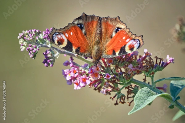 Obraz Tagpfauenauge ( Aglais io ).