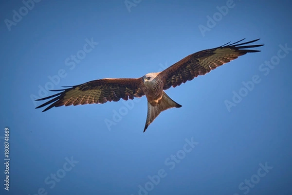 Obraz Rotmilan ( Milvus milvus ).