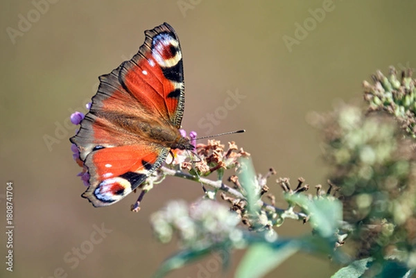 Obraz Tagpfauenauge ( Aglais io ).