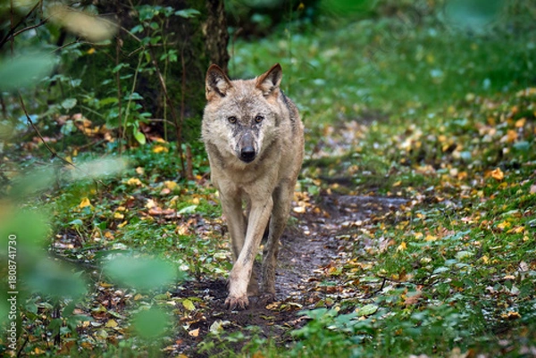 Obraz Europäischer Wolf ( Canis lupus ).