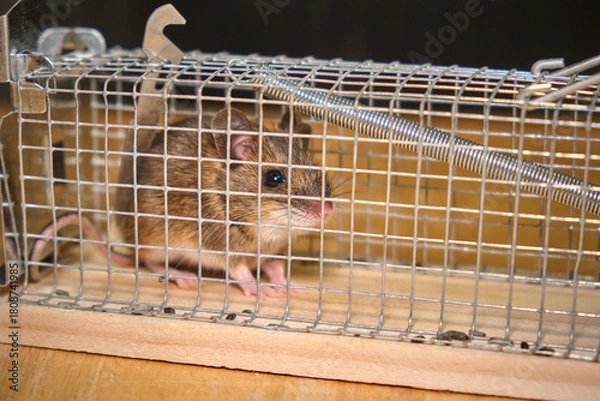Obraz Hausmaus ( Mus musculus ) in einer Lebendfalle.