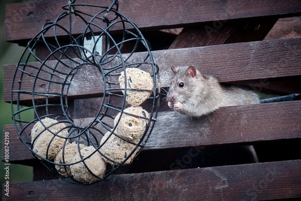 Obraz Wanderratte ( Rattus norvegicus ) an der Vogelfütterung.