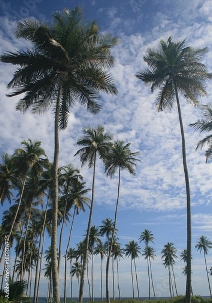 Obraz coconuts and plam trees near the beach in ivory coast