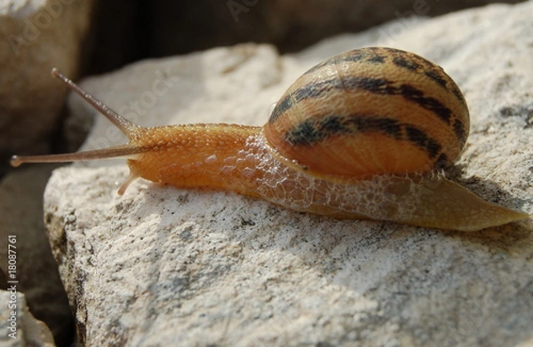 Obraz Chi va piano va lento e va lontano