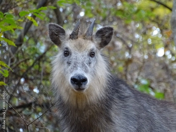 Obraz ニホンカモシカ