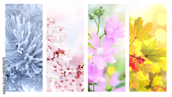 Fototapeta Set of nature banners depicting natural world. Four season of year. Each one features scene of nature, from snow of winter to vibrant leaves of fall. Perfect  for showcasing of changing seasons